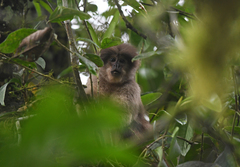 Cebus aequatorialis