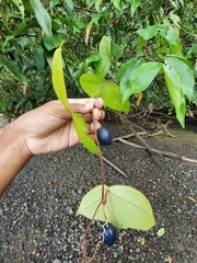 Passiflora megacoriacea