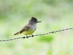 Myiarchus tuberculifer