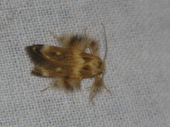 Zatrichodes horrifica