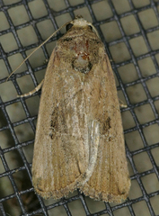 Elaphria nucicolora