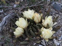 Ariocarpus trigonus
