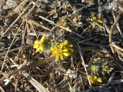 Centromadia fitchii
