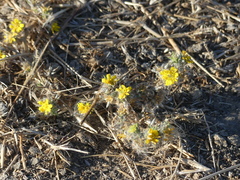 Centromadia fitchii
