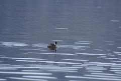 Rollandia microptera