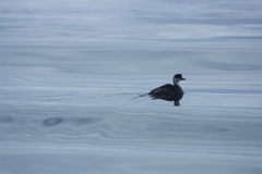 Rollandia microptera