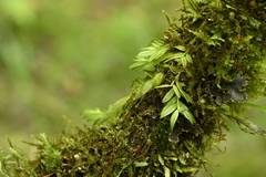 Gastrochilus formosanus, photograph (c) 曾昱承 Yu-Cheng Zeng, some rights reserved (CC BY)