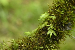 Gastrochilus formosanus, photograph (c) 曾昱承 Yu-Cheng Zeng, some rights reserved (CC BY)