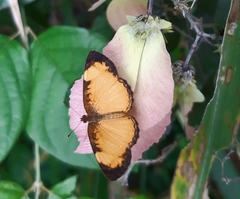 Tegosa anieta luka
