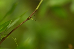 Berberis hayatana, photograph (c) 曾昱承 Yu-Cheng Zeng, some rights reserved (CC BY)