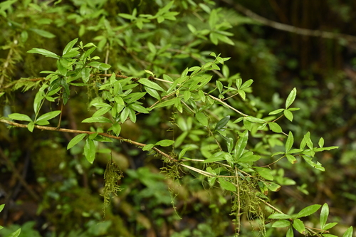 Berberis hayatana, photograph 3