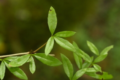 Berberis hayatana, photograph (c) 曾昱承 Yu-Cheng Zeng, some rights reserved (CC BY)