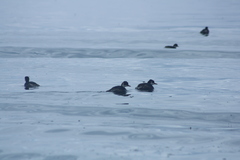 Rollandia microptera