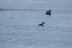 Rollandia microptera