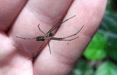 Leucauge mariana