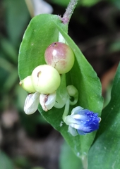 Commelina leiocarpa