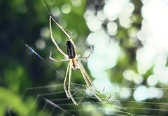 Leucauge mariana