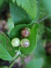 Commelina leiocarpa