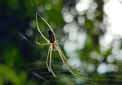 Leucauge mariana