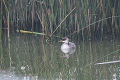 Rollandia microptera