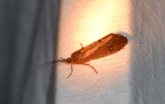 Ptilostomis ocellifera