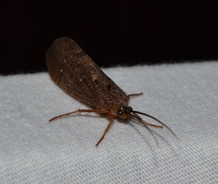 Ptilostomis ocellifera