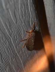 Ptilostomis ocellifera