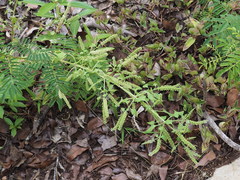 Basilicum polystachyon