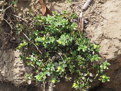 Mecardonia procumbens