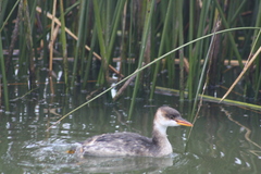 Rollandia microptera