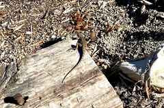 Sceloporus occidentalis