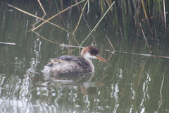 Rollandia microptera