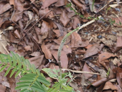 Pogostemon auricularius