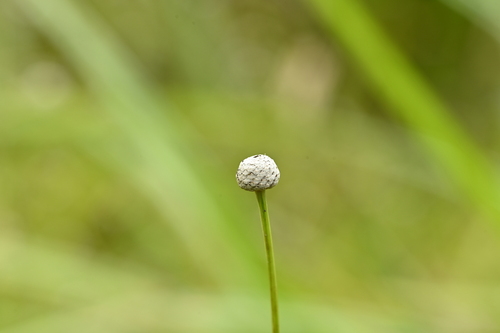 Eriocaulon sexangulare, photograph 4