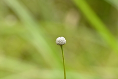 Eriocaulon sexangulare, photograph (c) 曾昱承 Yu-Cheng Zeng, some rights reserved (CC BY)