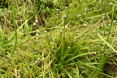 Eriocaulon sexangulare, photograph (c) 曾昱承 Yu-Cheng Zeng, some rights reserved (CC BY)