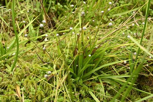 Eriocaulon sexangulare, photograph 6