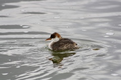 Rollandia microptera