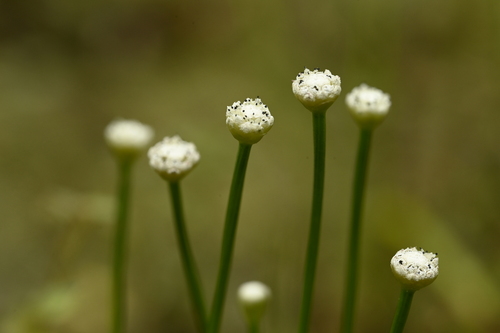 Eriocaulon buergerianum, photograph 1