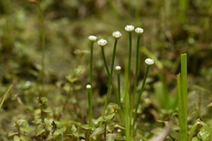 Eriocaulon buergerianum