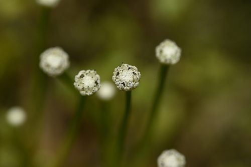 Eriocaulon buergerianum, photograph 2