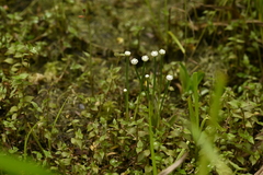 Eriocaulon buergerianum, photograph (c) 曾昱承 Yu-Cheng Zeng, some rights reserved (CC BY)