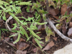 Basilicum polystachyon