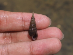 Thiaridae