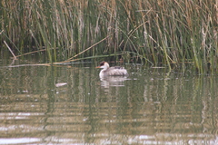 Rollandia microptera