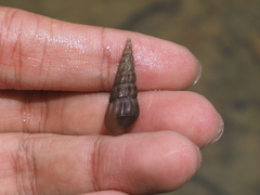 Thiaridae