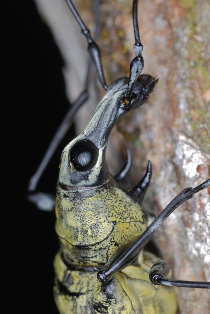 Acanthothorax