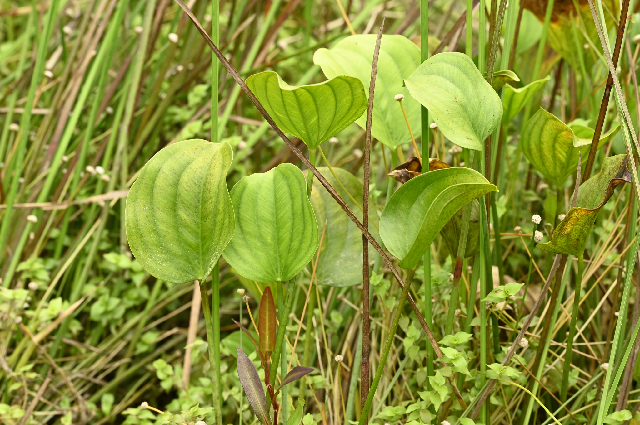 Caldesia grandis
