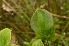 Caldesia grandis, photograph (c) 曾昱承 Yu-Cheng Zeng, some rights reserved (CC BY)