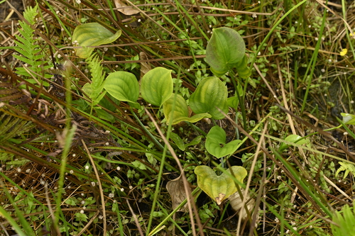 Caldesia grandis, photograph 1